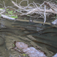 Electric eels in the hunting area, Iriri River.